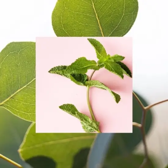 Raw Sugar Simply Deo Solid Deodorant - Eucalyptus + Fresh Mint - 2.7oz image {2}