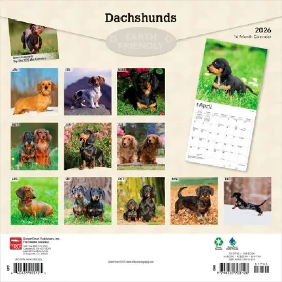 BrownTrout Dachshunds 2026 12"x24" Hanging Square Wall Calendar Plastic-Free image {1}