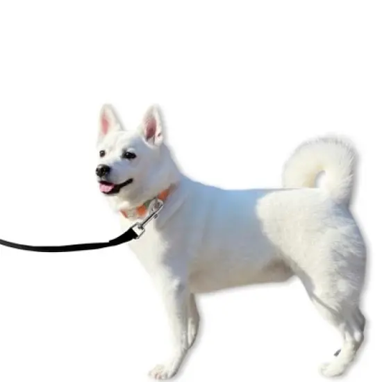 Unique Bargains Training Dog Leash 32.8ft Black 1 Pc image {1}