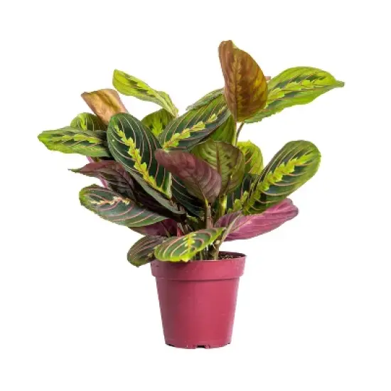 
Live 4" Red Maranta Potted Houseplant image {3}