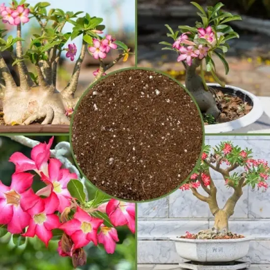 Soil Sunrise Desert Rose Potting Soil Mix, Repot, Sprout and Grow Potted Plants image {2}
