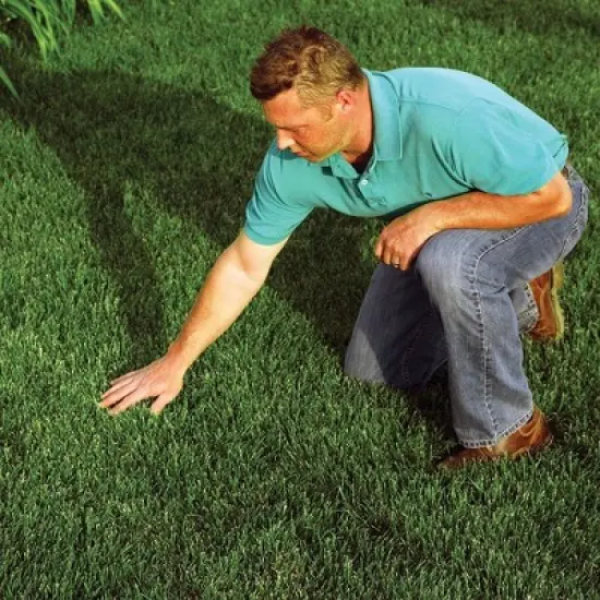 EZ-Straw Seeding Mulch with Tackifier - Biodegradable Processed Straw - 2.5cu ft Bale (Covers up to 600 sq. ft.) image {6}