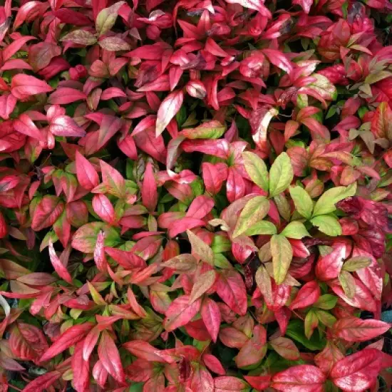 National Plant Network Outdoor Live Fire Power Nandina Plant - 1ct 1gal image {8}