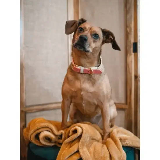 Pink Papyrus Lola Dog Collar image {3}