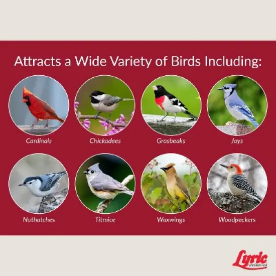 Lyric Fruit and Nut Wild Bird Seed - High Energy Wild Bird Food Mix - Attracts Woodpeckers, Chickadees & Other Songbirds -5 lb. Bag image {5}