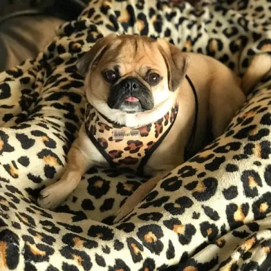 Parisian Pet 'Freedom Harness Leopard' for Dogs & Cats &ndash; Comfortable, Durable Adjustable Leopard Print Pet Harness image {2}