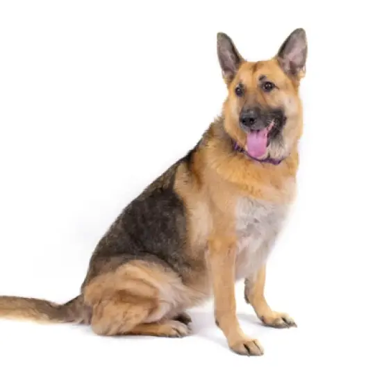 Country Brook Petz 1 1/2 Inch Purple Paisley Martingale Dog Collar image {6}