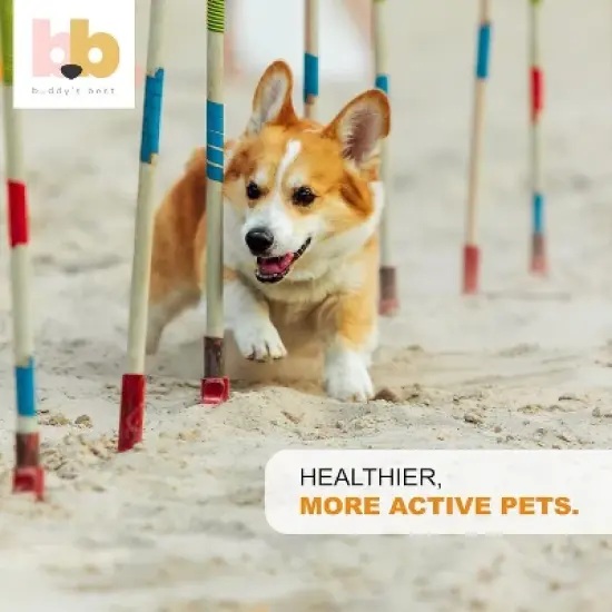 Buddy's Best Salmon Oil for Dogs & Cats - Pump Bottle, 100% Pure Norwegian Fish Oil, Virtually Odorless image {7}