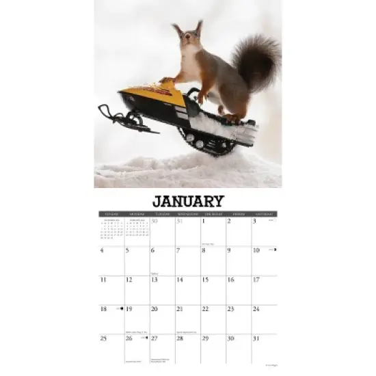 Willow Creek Press 12"x12" 2026 Gettin' Squirrelly Wall Calendar image {2}