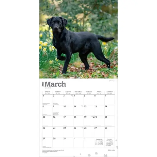 BrownTrout Black Labrador Retrievers 2026 12"x24" Hanging Square Wall Calendar Plastic-Free image {2}