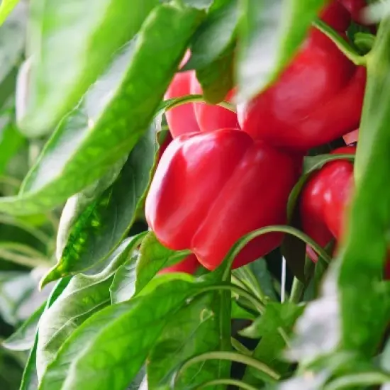Red Bell Pepper - each image {6}