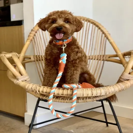 PoisePup &ndash; Luxury Pet Dog Collar &ndash; Soft Premium Italian Leather Padded Adjustable Collar for Small, Medium and Large Dogs - Vibrant Sunset image {2}