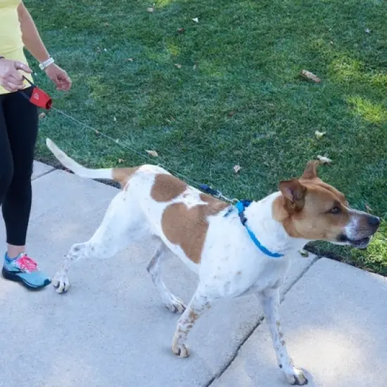 Nite Ize RadDog Retractable Pocket Leash - Red - Small image {6}