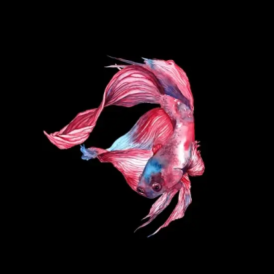 Junior's Design By Humans Betta Fish By GisaPizzatto T-Shirt image {1}