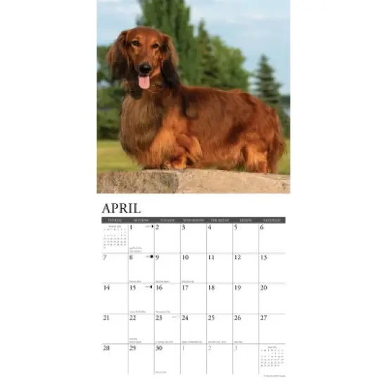 Willow Creek Press 2024 Wall Calendar 12"x12" Just Dachshunds image {2}