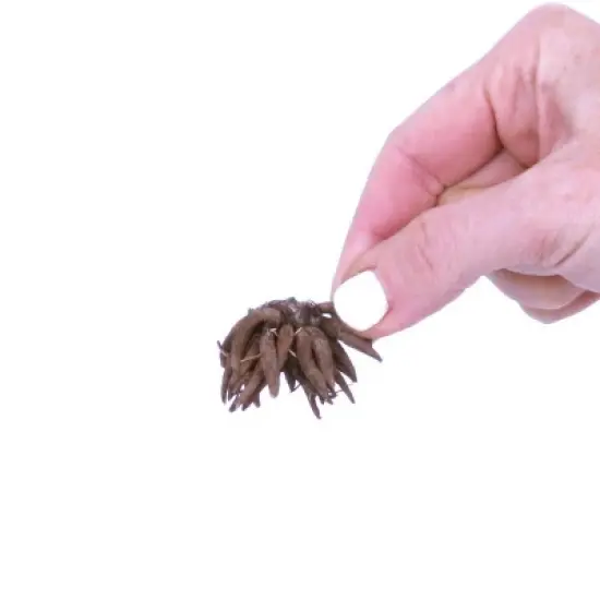 Van Zyverden 10ct Bulbs Ranunculus Grand Freesia Blend image {2}