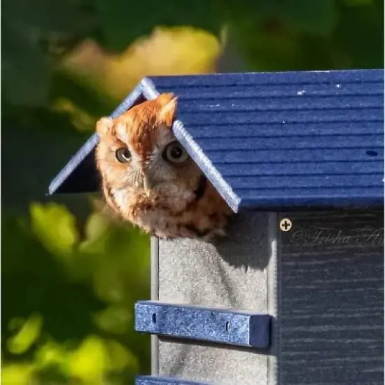 Ultimate Poly Screech Owl or Saw-Whet Owl House Nesting Box image {8}