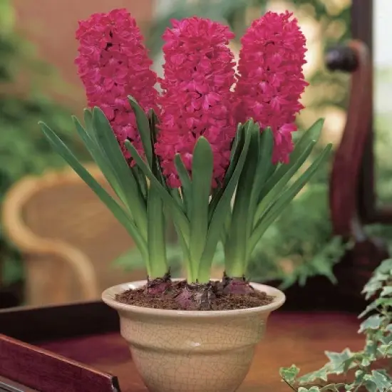 Van Zyverden 5ct Hyacinth Red Indoor Forcing Jan Bos Flower Bulb Set image {1}