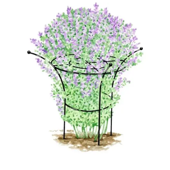 Essex Plant Support, X-Large image {1}