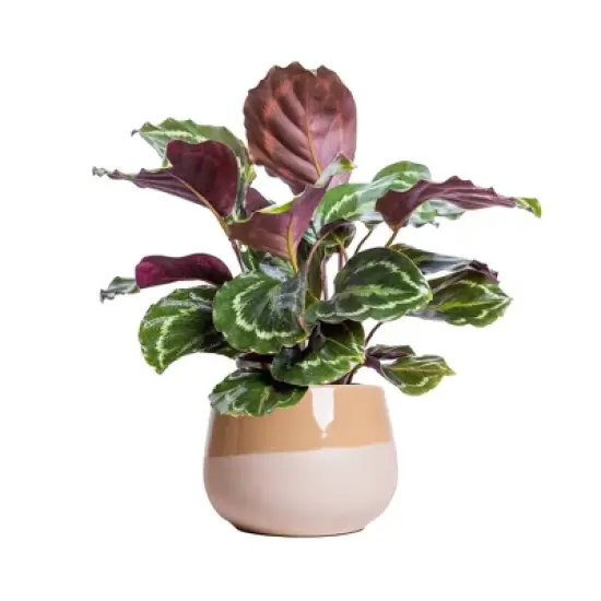 Live 6" Calathea Medallion Houseplant in Chai Planter image {4}