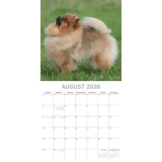 2026 Square Wall Calendar, Pomeranian, 16-Month Animals Theme with 180 Reminder Stickers (12x12 In) image {2}