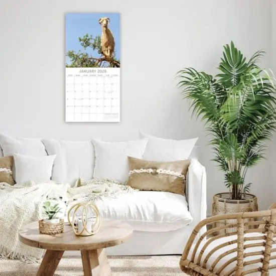 2026 Square Wall Calendar, Goats in Trees, 16-Month Animals Theme with 180 Reminder Stickers (12x12 In) image {1}