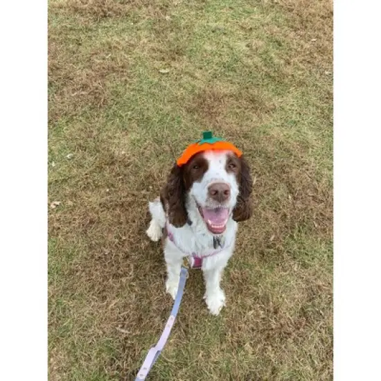 Midlee Dog Pumpkin Headband Halloween Costume image {8}