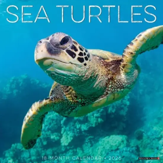 Willow Creek Press 2026 Sea Turtles Wall Calendar image {5}