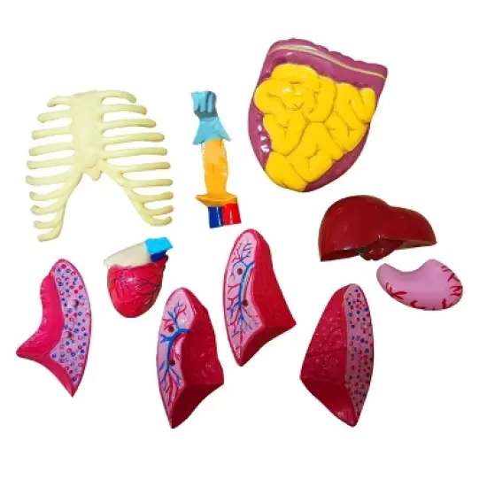 The Purple Cow The Human Body Advent Calendar: Educational Paper & Cardboard Winter Display image {4}