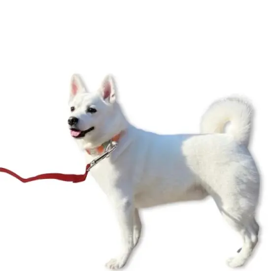 Unique Bargains Training Dog Leash with Foam Handle Leash 49.2ft Red 1 Pc image {1}