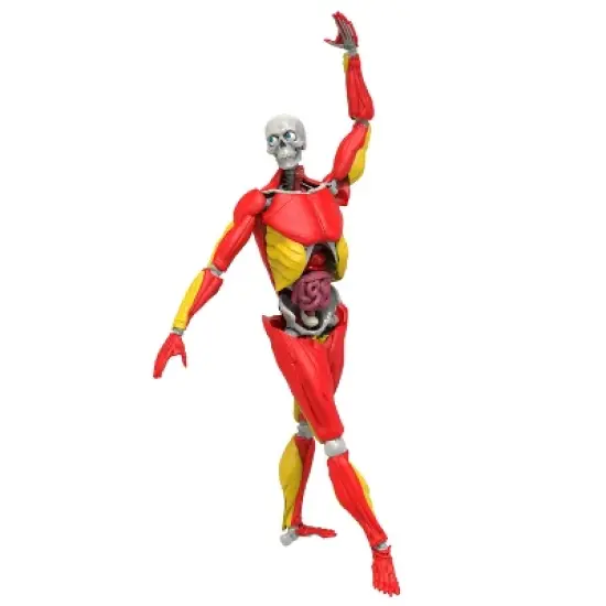 Science to the Max Interactive Human Body Kit image {8}