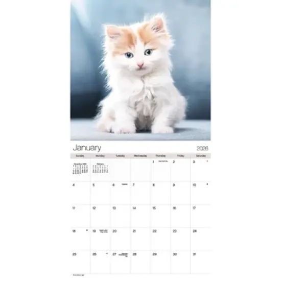 Trends International 2026 Cuddly Kittens 12"x12" Wall Calendar image {1}