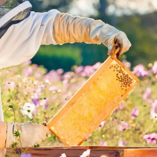 Lehman's Beekeeping Beehive Box, 8 Frame Medium Assembled Super or Brood Honeybee Hive Box, Amish Made image {3}