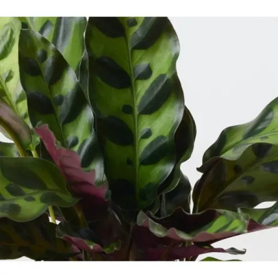 Threshold Green Live Houseplant - Good Little Garden&trade; image {4}