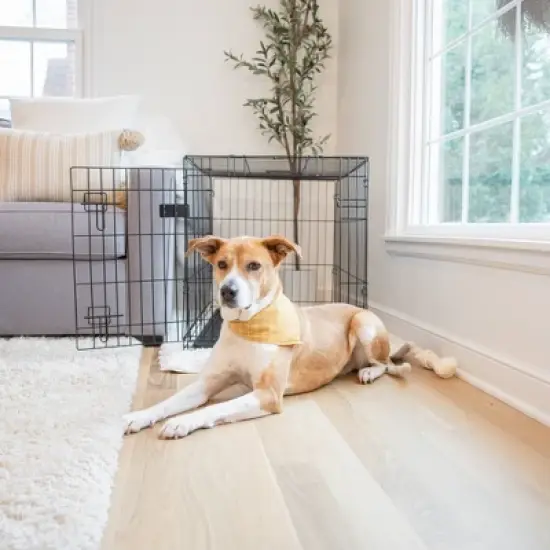 Carlson Single Door Wire Dog Crate - Black S/M/L image {2}