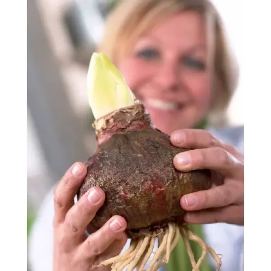 Van Zyverden Amaryllis Orange Sovereign Flower Bulb image {3}