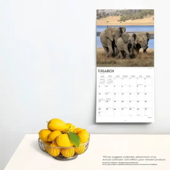 Browntrout 2024 Wall Calendar 12"x12" Elephants image {3}