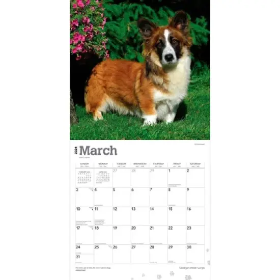 Browntrout 2024 Wall Calendar 12"x12" Welsh Corgis Cardigan image {2}