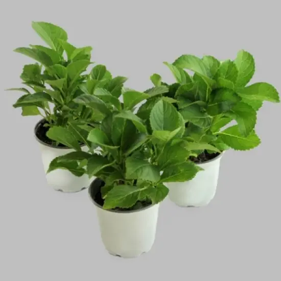 3pc Hydrangea Lime Lovebird - National Plant Network image {1}