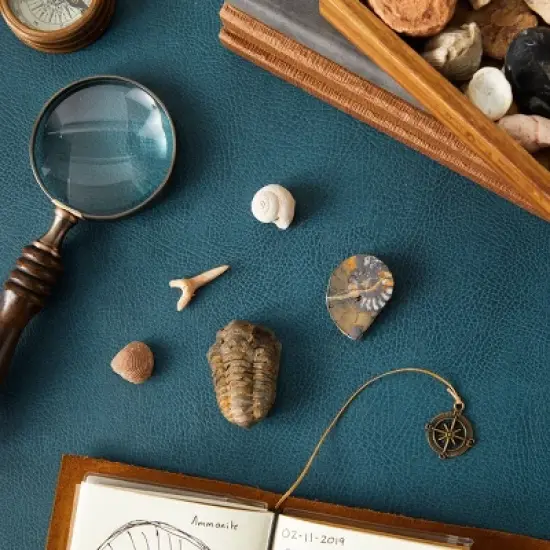 Okuna Outpost 20 Pack Real Bone Replicas from Morocco, Trilobite, Orthoceras, Shark Tooth, Ammonite image {1}