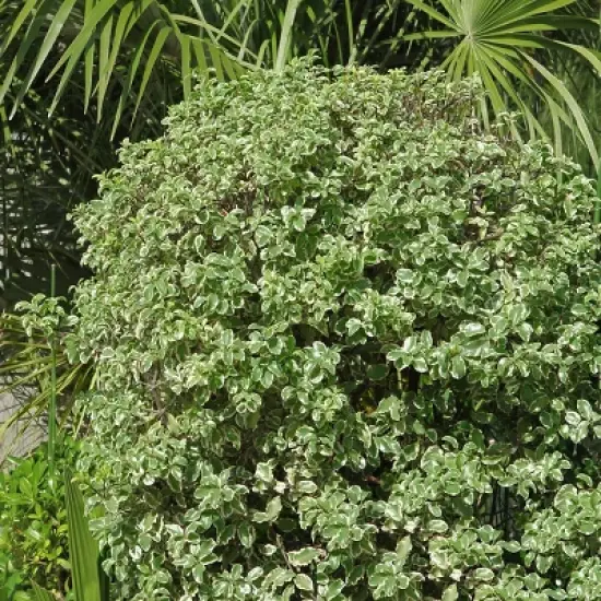 1pc Pittosporum Variegated - National Plant Network image {2}