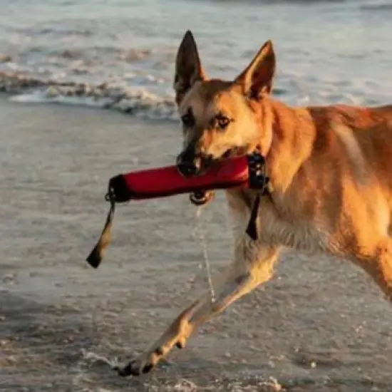 Katie's Bumpers Double Tug Firehouse Dog Toy, Assorted image {4}