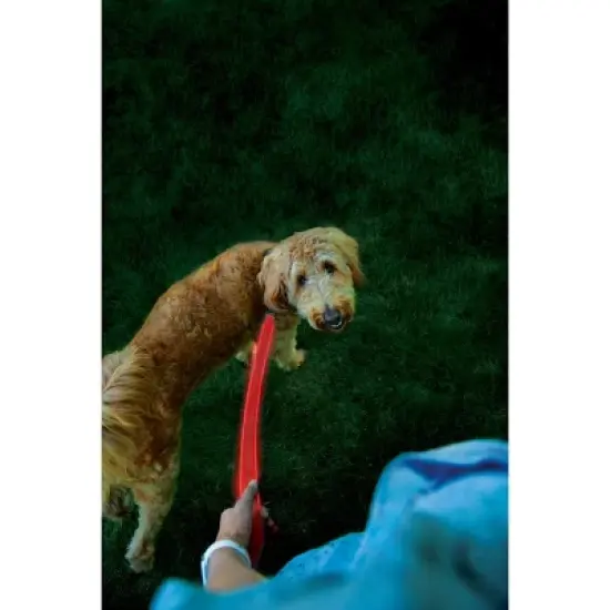 Nite Ize NiteDog Rechargeable LED Leash - Rechargeable LED Light Dog Leash with Padded Handle - 5 Feet, Red image {5}