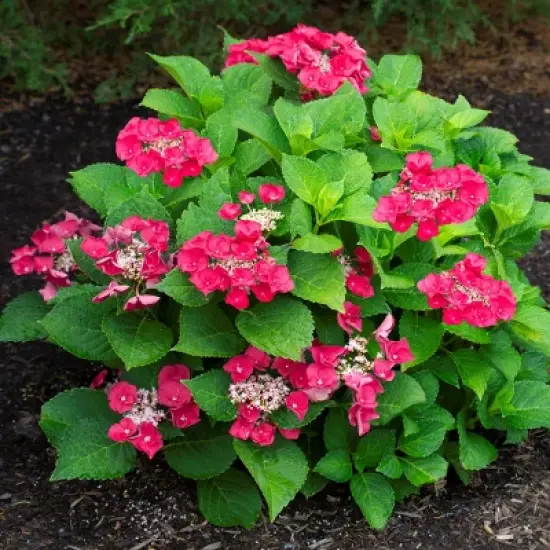 3pc Hydrangea Cherry Explosion - National Plant Network image {2}