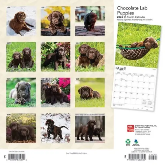 Browntrout 2024 Wall Calendar 12"x12" Labrador Retriever Puppies Chocolate image {1}