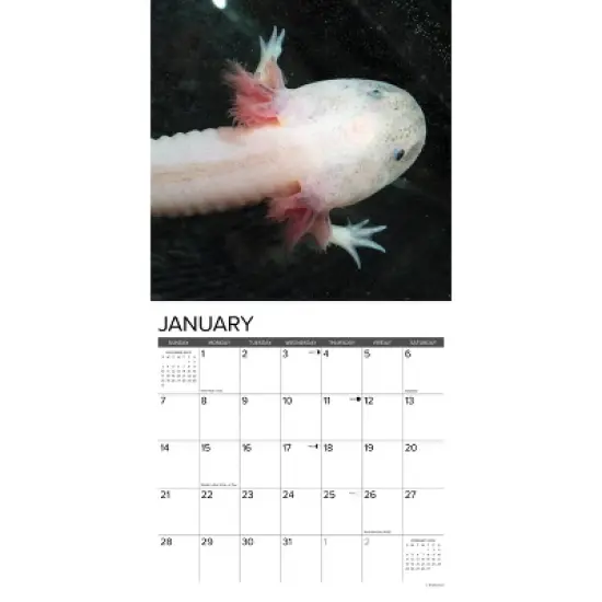 Willow Creek Press 2024 Wall Calendar 12"x12" Axolotls image {2}
