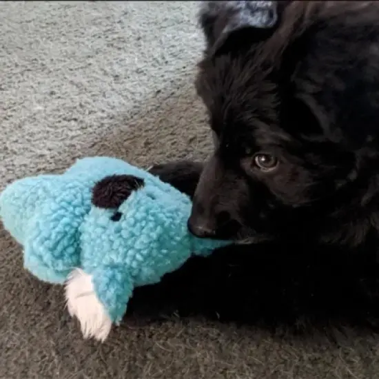 Zanies Cuddly Berber Baby Dog Toy (Bunny, Elephant, Koala, and Lamb) image {1}