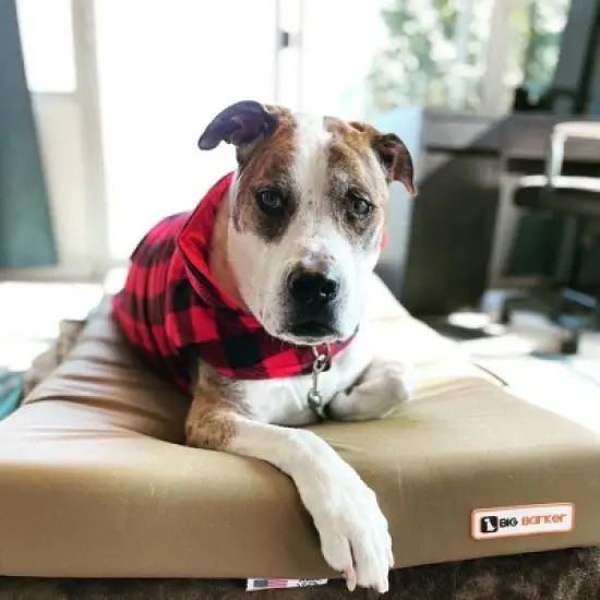 Big Barker 4" Orthopedic Crate Bed image {12}