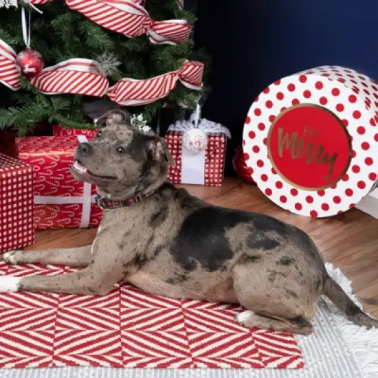 Country Brook Petz HossFit Jr Wide Martingale Dog Collar - Plaid and Argyle Collection image {3}