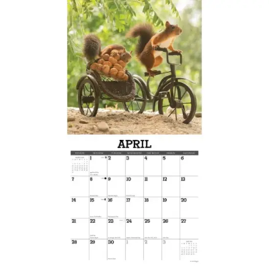 Willow Creek Press 2024 Wall Calendar 12"x12" Gettin' Squirrelly image {2}